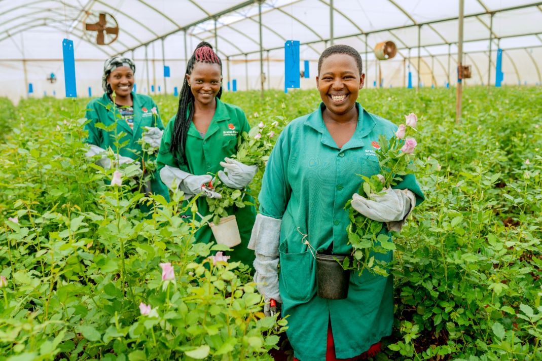 Agricultural workers harvesting flowers in a greenhouse