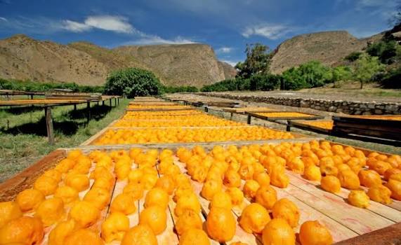 Agricultural produce drying outdoors in the sun