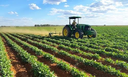 Tractor working between rows of crops